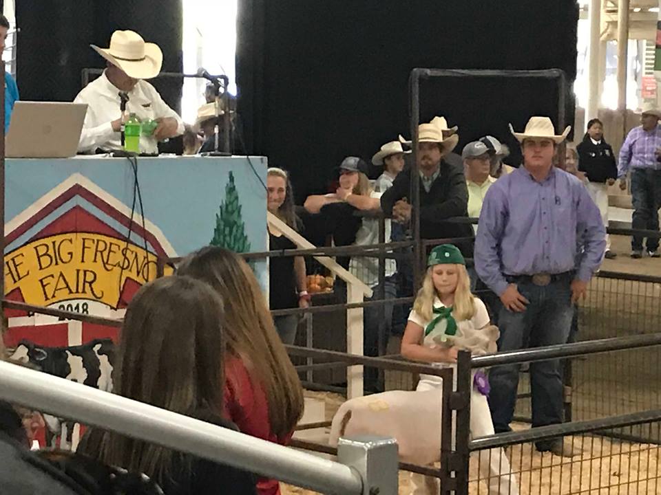 4H and FFA youth often dedicate over 300 hours to prepare their livestock for auction.