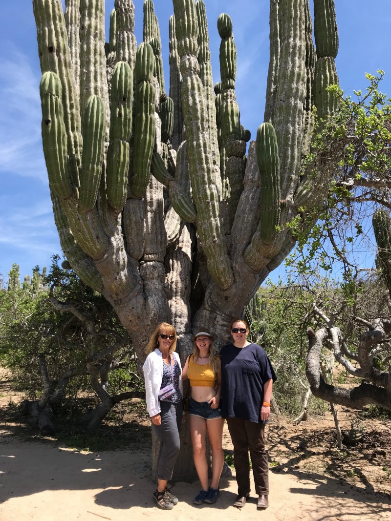 Cardon cactus in Mexico