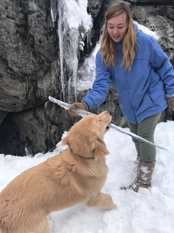 golden retriever puppy in the snow