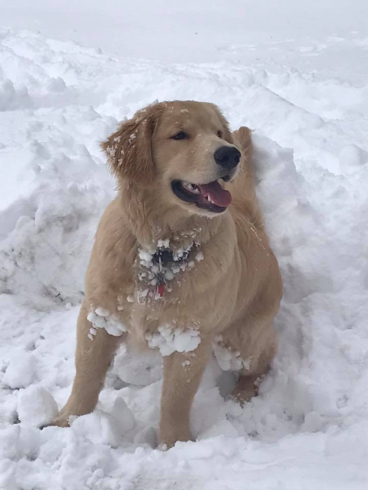 golden retriever puppy playing in snow