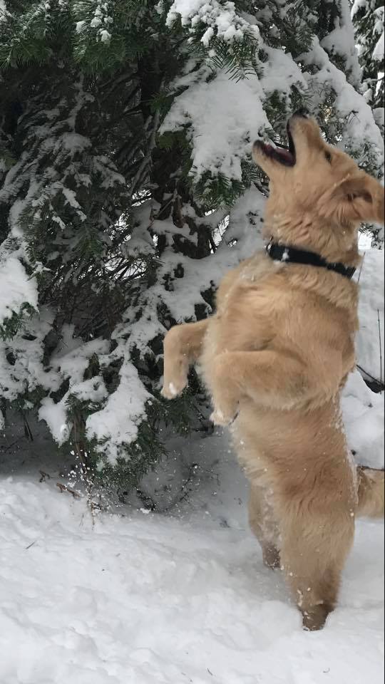 puppy catching snowballs