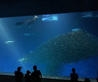 aquarium_3